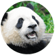Cách cắt ảnh thành hình tròn trên Canva